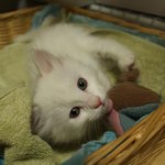 이명박대통령닮은거같은...  저희집 고양이(사진有)
