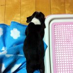 잠잘때 <b>요상</b>하게자는 울집 강아지를 진지하게 소개합니다.