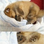 ★개판★귀염터지는 우리집 개