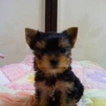 ★우리집 이상한강아지를 소개합니다!★