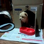 ((개판!!!!!!사진有))단하나뿐인외모의 우리멍멍이