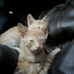 우리<b>집</b> <b>아기</b>냥이 세마리!!