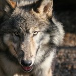 하울링 <b>연쇄</b>살인범! 늑대개 훈련영상!!! 키우고 싶다 ㅠㅠ