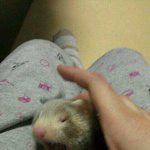 이제 막 3개월되는 우리 페럿, 제리를 소개합니다