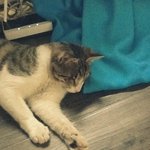 < 동물판 > 회사앞에서 노숙하던 길냥이................