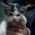 ☆★☆★☆★☆[[급급]]새끼고양이 분양 하실분을 찾습니다.(수정)