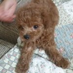 초<b>소형</b> 토이푸들이랬는데... 7개월됬는데 강아지가 길어졌어요..
