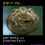 올챙이 너무 실망스럽네여....사진(有)