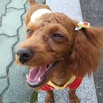★★★★천아무적남매가다시돌아왔다문자싸움:사진洧★★★★