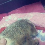 ★저희집 <b>돼지</b>를 소개합니다★