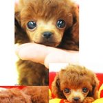 사랑스런 <b>내아</b>가 코코