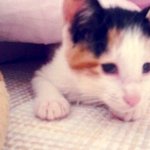 ★고양이판★은하수를 담고사는 우리고냥이 꽁이~