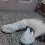 ★★★★★페릿과 고양이의 동거★★★★★