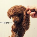 ★★개판★★우리집강아지가 밍쿠코트를..