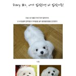 (스몰스탠다드 웹진 <b>연재</b>)  diary #2. 내가 없었으면 다...