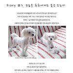 (스몰스탠다드 웹진 <b>연재</b>) diary #3. 외로운 푸푸에게도 봄은...