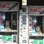 오늘 가게 <b>한가</b>하네~