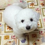 귀여움독차지로인한 <b>몸살</b>걸린 울집강아지를..소개합니당당!