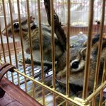 ★★★[다람쥐판]우리집<b>슈와</b>크림이를소개합니다★★★