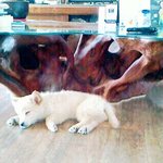 ((개판!!!!!!사진有))단하나뿐인외모의 우리멍멍이 2탄