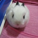 [토끼판] 똥먹는 기염둥이 토끼 소개할께요 !