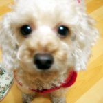 [개판]우리집 이뿌이들을 소개합니다~