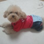 [개판] ●1탄●  바쁜 개님 <b>고몽</b>이의하루!