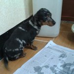 사진u))우리집 막내 소개합니다~☜