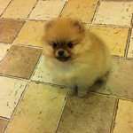 (♥♥개판♥♥ 사진많아有) 우리 써니는 포메라니안!!