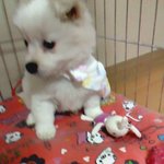 ★강아지의 <b>변화</b>?★