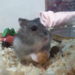 우리집 작은식구 <b>돌</b><b>돌이</b>를 소개합니다~