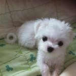 (사진有) 완전 대박 귀엽지 않음? ㅠㅠㅠㅠ