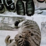 ★★★★귀여운 자세로 자고 있는 고양이★★★★