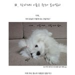 (애견 포토툰) #. 탐<b>타미</b>의 이름은 원래 '봄비'였다 _미그농하우스