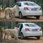 도시락 뚜껑열기