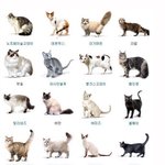 ★고양이판 - 고양이종류 알리기 프로젝트1★
