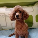 ★☆★사진有有★☆★우리집 귀염둥이 찰리를 소개합니다!!!♥♥