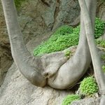 세상에서 제일 부러운 <b>나무</b>?