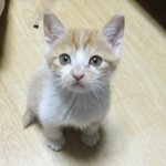 (꼬냥이)우리집 귀요미들 ♥♥