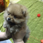 ☆★☆★(개판 사진有)이건 개인가 곰인가 너구리인가☆★☆★