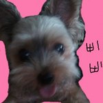 ★★★(사진有동영상有)개판!!우리집강아지긔요미들★★★