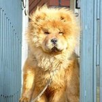 우리<b>옆집</b> 강아지 어때요??