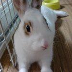 ☆★☆이렇게 귀여운 똥제조기 처음볼껄??☆★☆
