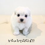 누가 내 주인이 된다구? 말티즈 강쥐<b>분양</b> 첨봐요?