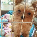 ★★::이상한 취미가 있는 송보리를 소개함::★★