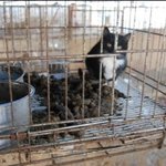 ★★★사진有)굶어죽어가는 전주보<b>호소</b>아이들을 도와주세요★★★