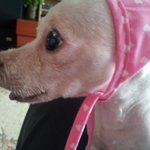 18살, 치매끼 있는 우리집 <b>할배</b> 멍멍이 입니다