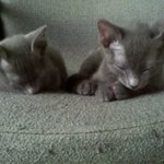 ★고양이계의 얼짱  블루&amp;베리를 소개합니다★ + 수정