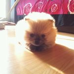 ●●●●●포메라니안 강아지 키우기!!!!짜잔~●●●●●
