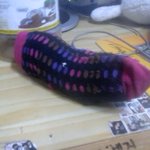 ★★사진有(고슴도치)★★우리집 <b>도도</b>를 소개합니다